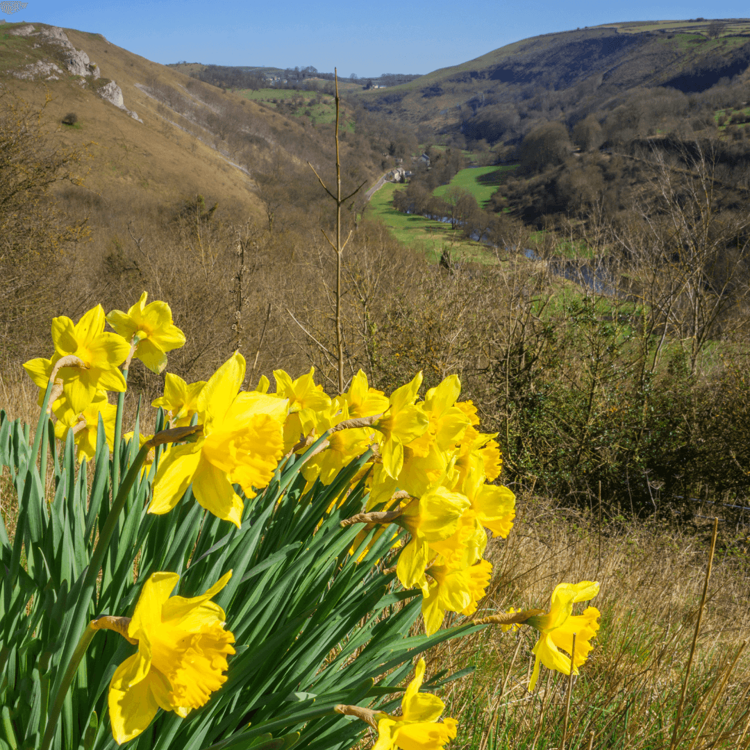 Daffodils 